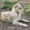 Verschmuste Raja🌺 sucht liebe Familie