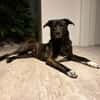 Dusty sucht sein Zuhause