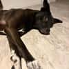 Dusty sucht sein Zuhause