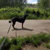 Dusty sucht sein Zuhause