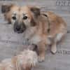 🐶 Diana  zarte Hundeseele 10 Monate