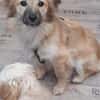 🐶 Diana  zarte Hundeseele 10 Monate