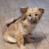🐶 Diana  zarte Hundeseele 10 Monate