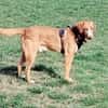 Freddy, 7 Jahre, Sanftmut in Person