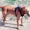 Freddy, 7 Jahre, Sanftmut in Person