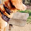 Freddy, 7 Jahre, Sanftmut in Person