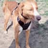 Freddy, 7 Jahre, Sanftmut in Person