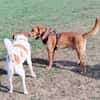 Freddy, 7 Jahre, Sanftmut in Person
