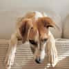 Siggi, zarter Windhund, ca. 8 Monate