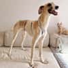 Siggi, zarter Windhund, ca. 8 Monate