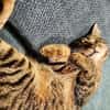 Robin, verkuschelter Tiger, ca. 1 Jahr