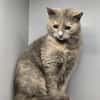 LUCY-zartes Katzenmädchen auf der Suche!