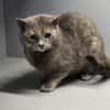 LUCY-zartes Katzenmädchen auf der Suche!