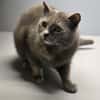 LUCY-zartes Katzenmädchen auf der Suche!