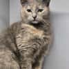 LUCY-zartes Katzenmädchen auf der Suche!