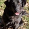 Nola, aktive Hundedame, ca. 8 Monate