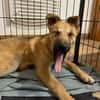 Bruno, lebhafter Huskymischling, ca.6 M.