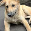 Bruno, lebhafter Huskymischling, ca.6 M.