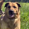 🐾 Samson  charmanter Familienhund