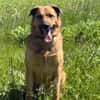 🐾 Samson  charmanter Familienhund