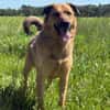 🐾 Samson  charmanter Familienhund