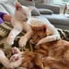 Borat & Johnny Dreamteam sucht Familie