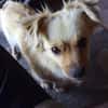 Devi sucht liebevolles Zuhause