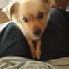Devi sucht liebevolles Zuhause