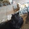 Devi sucht liebevolles Zuhause