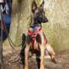 Faro sucht aktives Zuhause