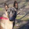 Faro sucht aktives Zuhause