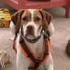 Inka1 sucht ein Zuhause