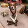 Inka1 sucht ein Zuhause
