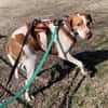 Inka1 sucht ein Zuhause