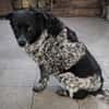 Wundervolle Hundedame Layla