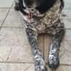 Wundervolle Hundedame Layla