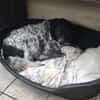 Wundervolle Hundedame Layla