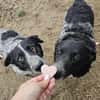 Wundervolle Hundedame Layla