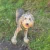 Lagotto Ramagnole Mix Luise