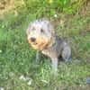 Lagotto Ramagnole Mix Luise