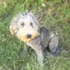 Lagotto Ramagnole Mix Luise