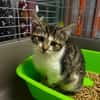 Hopla [Chaton]