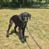 BALOU