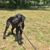 BALOU