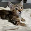 Holala [Chaton]