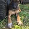 SILEA, CHIOT FEMELLE BERGER CRÉOLE