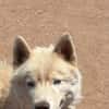 ARES