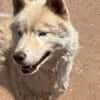 ARES