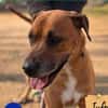 Rosko