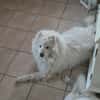 Athos